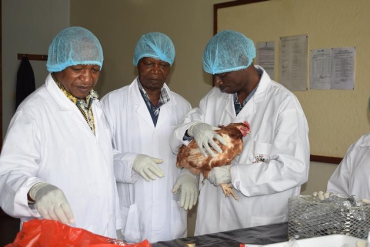 Poultry Training