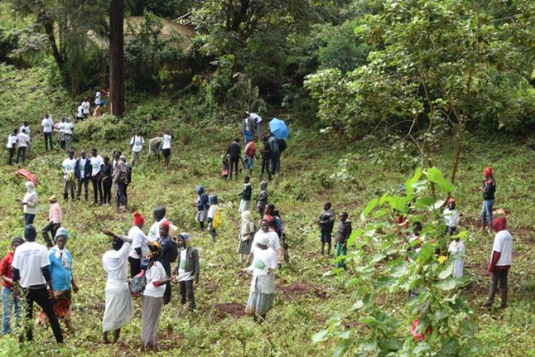 National Tree Planting Day at Kanyariri Farm, Upper Kabete Campus