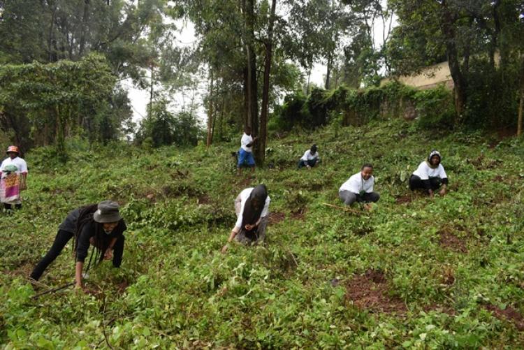 National Tree Planting Day at Kanyariri Farm, Upper Kabete Campus